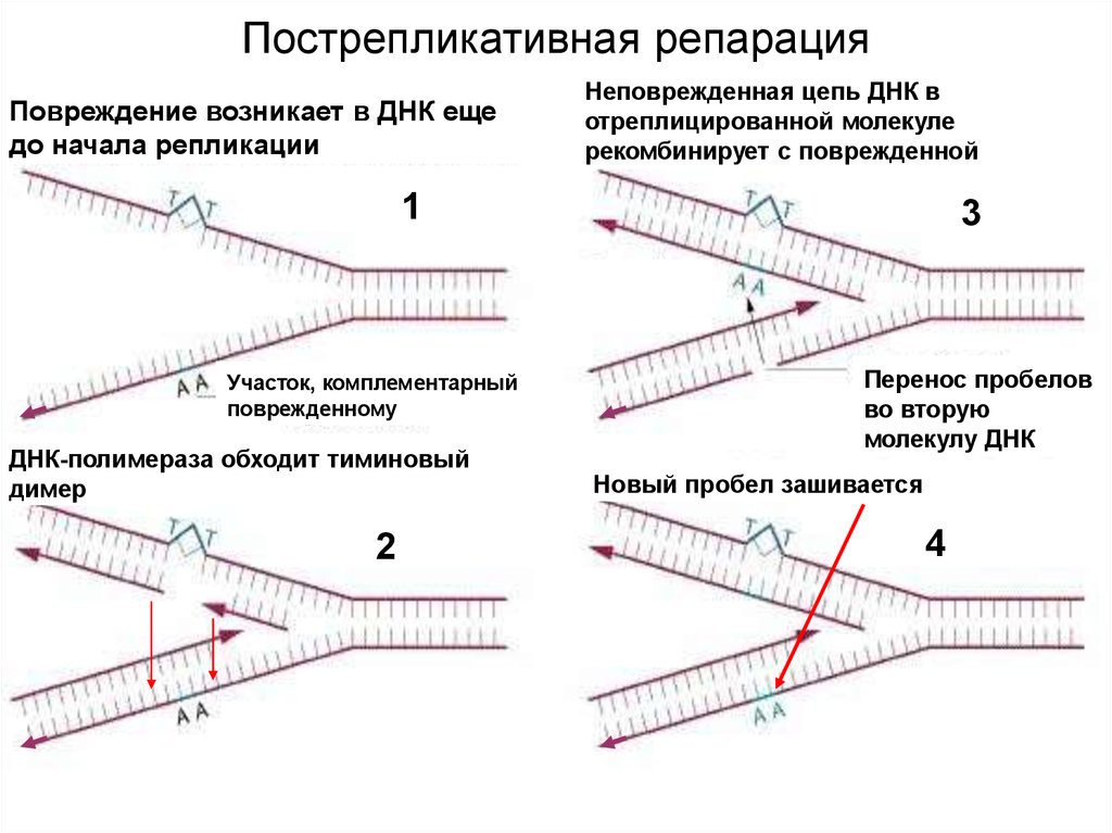 Достройте днк. Пострепликативная эксцизионная репарация. Пострепликативная репарация ДНК схема. Схема пострепликативной репарации ДНК. Репарация ДНК схема.