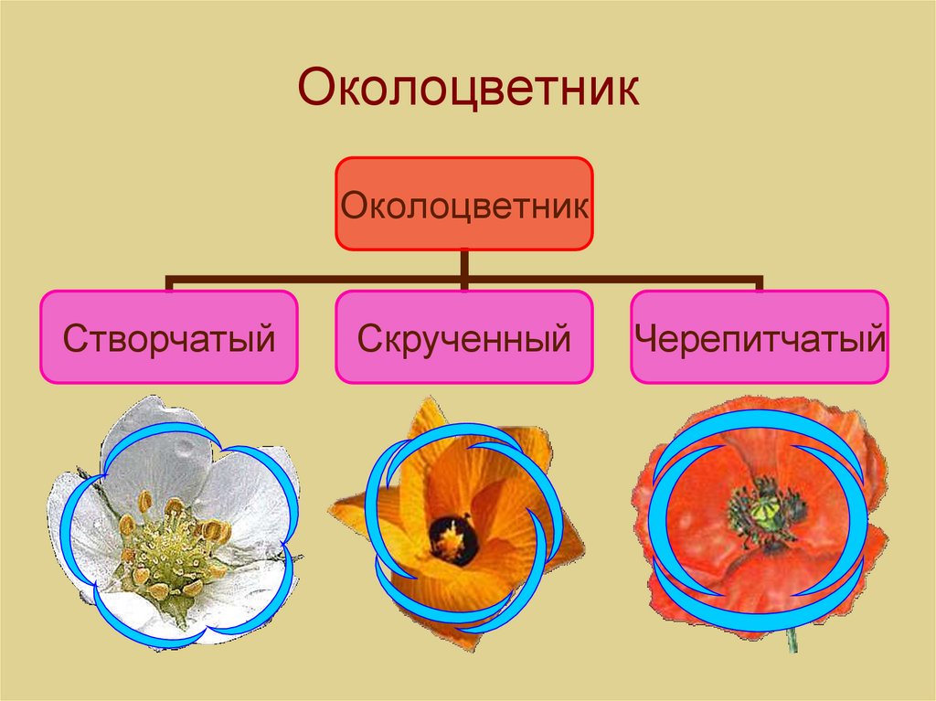 Околоцветник 3 3