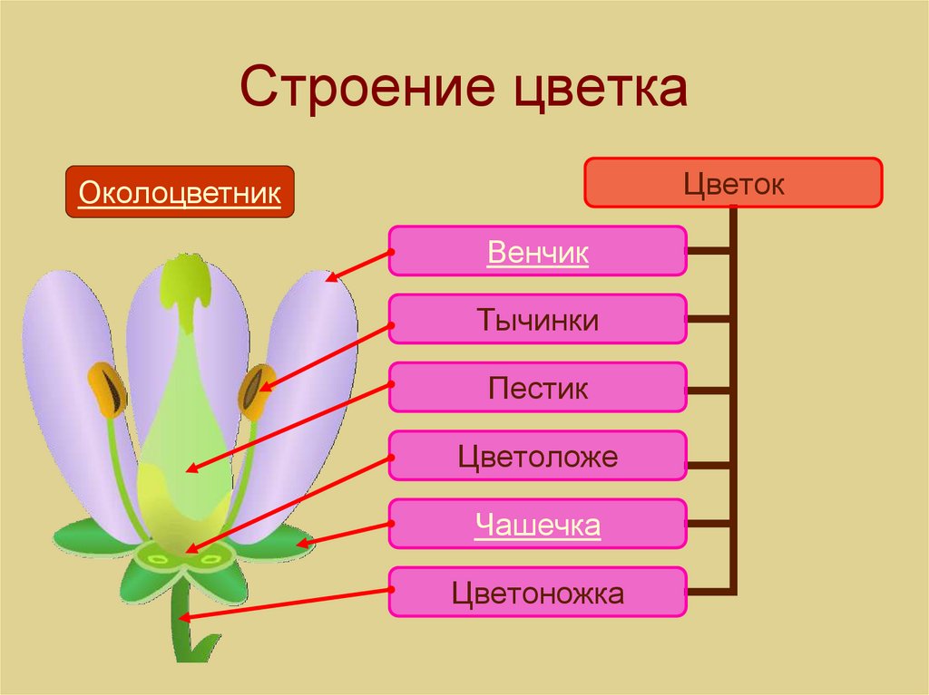 Строение цветка ответ. Строение цветка. Строение цветка венчик. Строение цветка рисунок. Презентация на тему строение цветка.