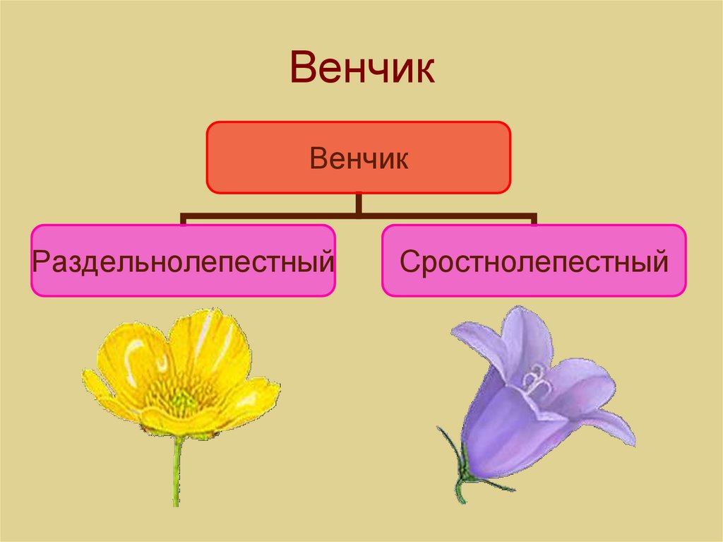 Определи вид цветка. Венник у цветов биология. Строение венчика. Типы венчика цветка. Раздельнолепестный венчик.