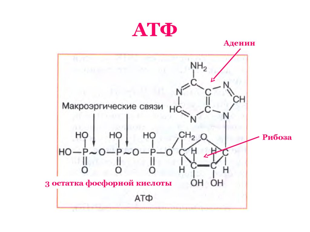 Составляющие атф. Строение АТФ макроэргические связи. Структурная формула АТФ биохимия. АТФ формула структурная. Формула АТФ биохимия с макроэргическими связями.