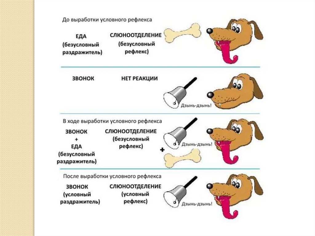 Презентация безусловные и условные рефлексы 8 класс