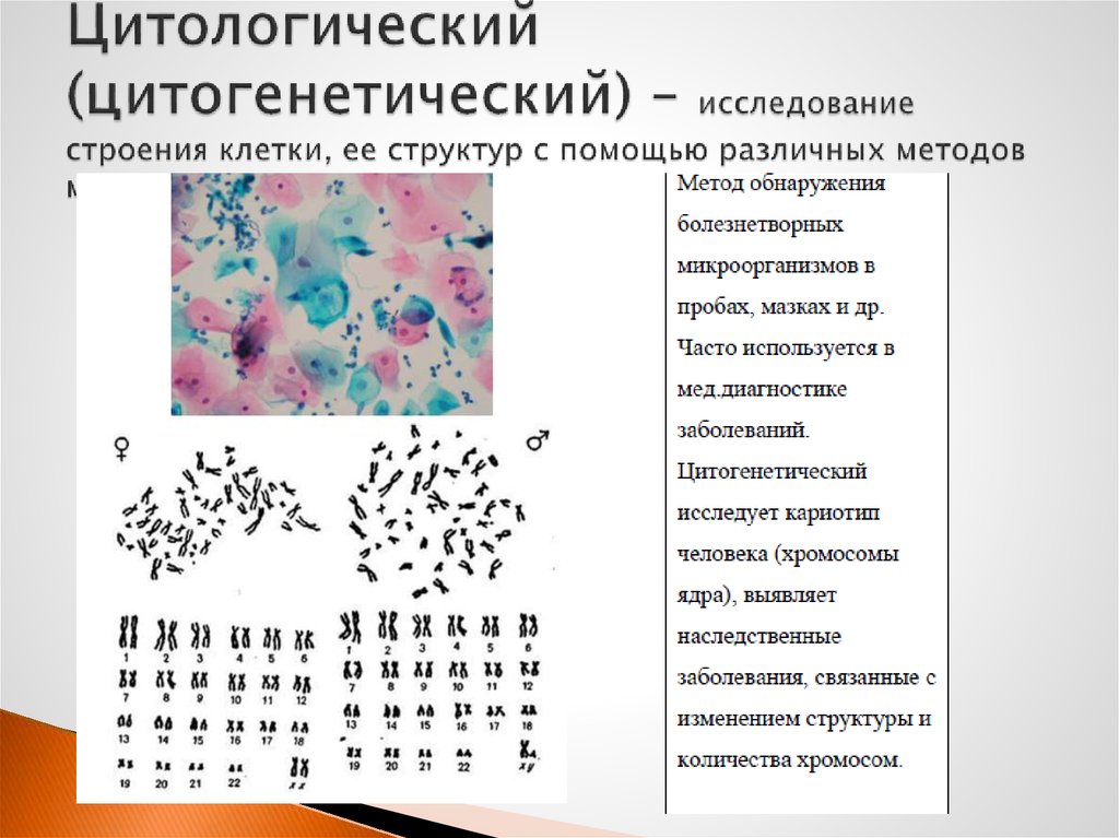 Биохимический цитогенетический