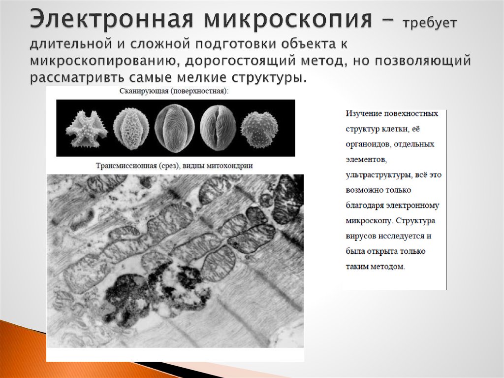 Электронная микроскопия препараты