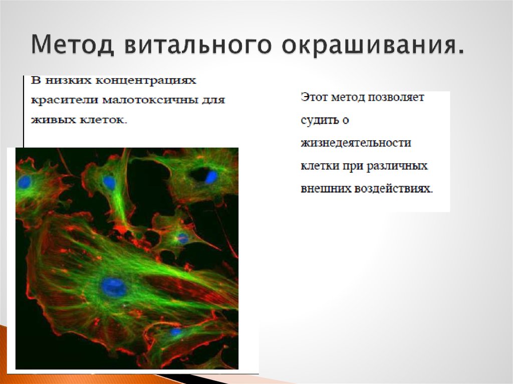 Клетка метод окраски. Метод витального окрашивания. Метод прижизненного витального окрашивания. Методы прижизненного окрашивания клеток. Метод витального окрашивания клеток.