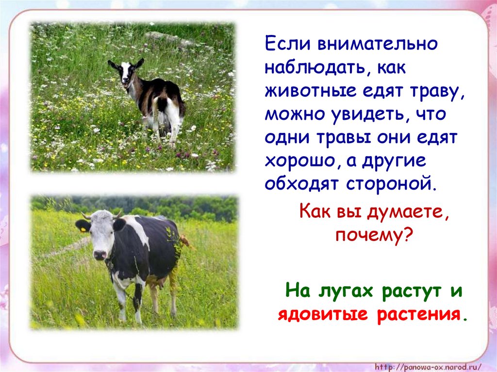 Тщательно наблюдал. Почему животные едят траву. Почему крупные животные не живут на лугу. Какое животное не ест траву. Чем питается корова кроме травы.