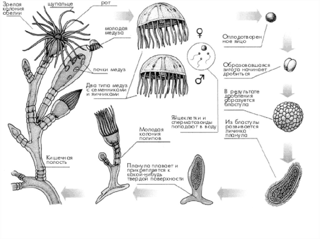 Стадия жизненного цикла медузы. Жизненный цикл ГИДРОИДА обелии. Цикл развития гидроидных. Жизненный уикл гидромда обелия. Цикл развития гидроидного полипа.