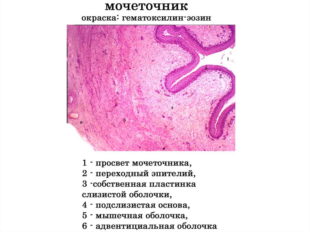 Слои мочеточника