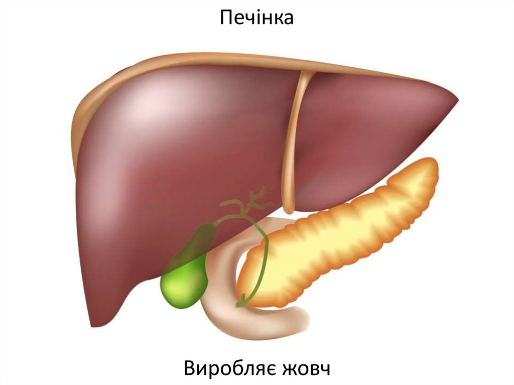 Печінка