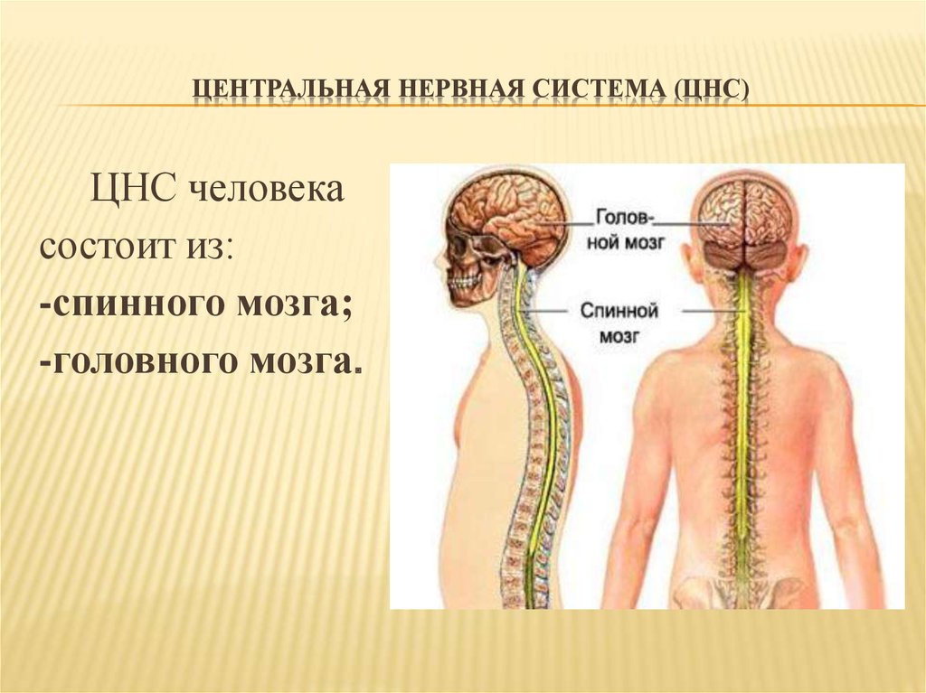 Центральный нервный канал. Центральная нервная система (ЦНС). Центральная нервная система состоит из спинного и головного мозга. Центральная нервная система состоит из спинного мозга. Центральная нервная система состоит из головного.