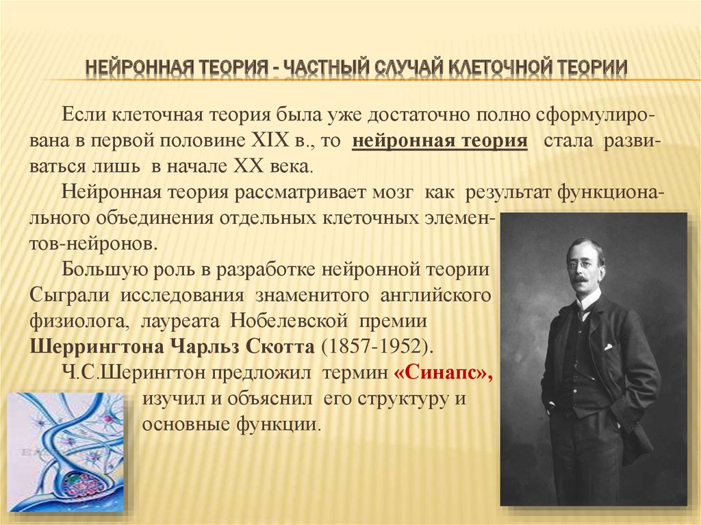 Теория становится. Нейронная теория. Основные положения нейронной теории. Нейронная теория физиология. Нейронная теория строения.