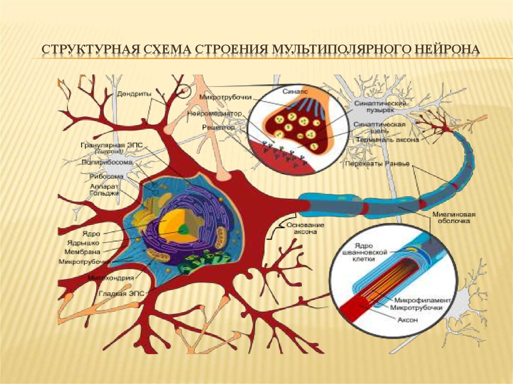 Нейрон схема строения