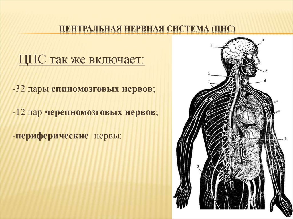 Органы входящие в центральную нервную систему. Центральная нервная система. Синтралние нервная система. Структура ЦНС человека. Центральная нервная система (ЦНС).