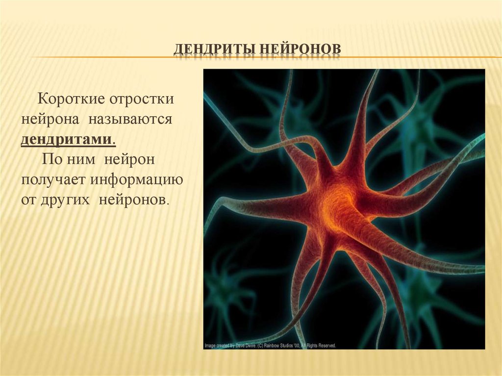 Название нервной клетки. Дендриты нервной клетки. Короткий отросток нейрона называется. Аксон нейрона. Отростки нервной клетки называются.