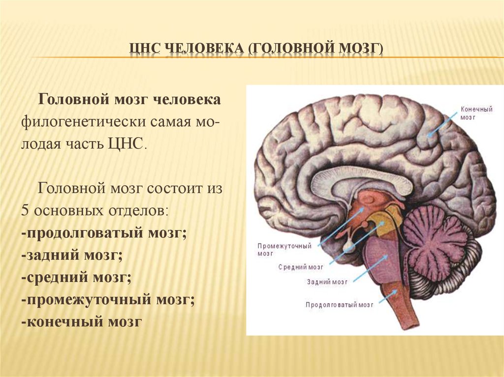 Что входит в состав заднего мозга. ЦНС головной мозг строение. Строение основных отделов центральной нервной системы. Строение головного мозга анатомия ЦНС. Строение центральной нервной системы: головного мозга.