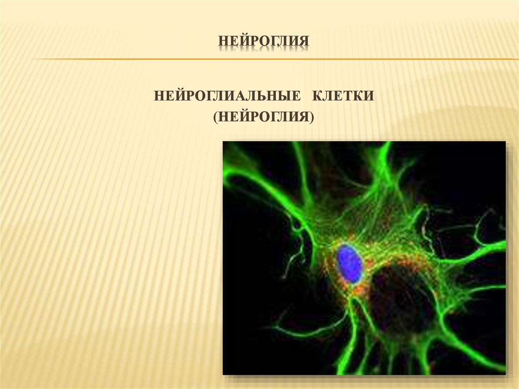 Клетки нейроглии. Нейроглия. Нейроглиальные наборы клеток. Что нейроглия - это совокупность.