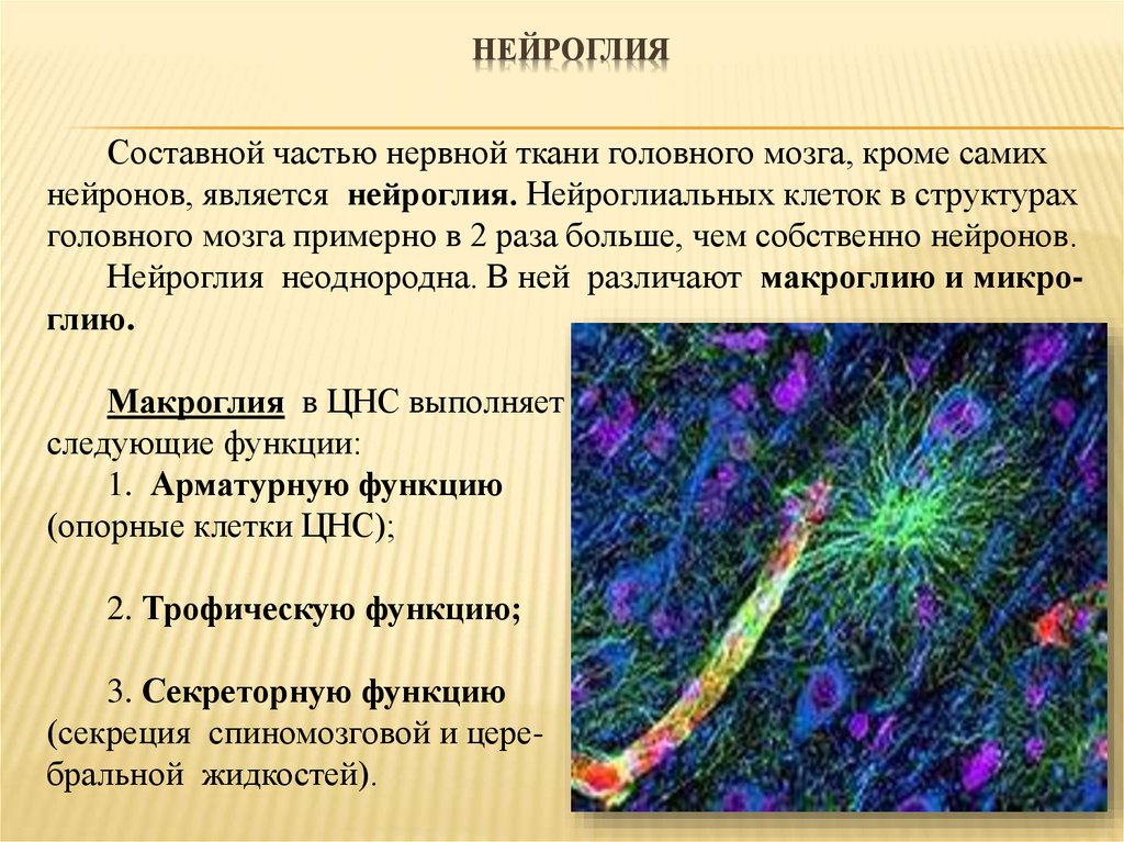 Нейроглии головного мозга