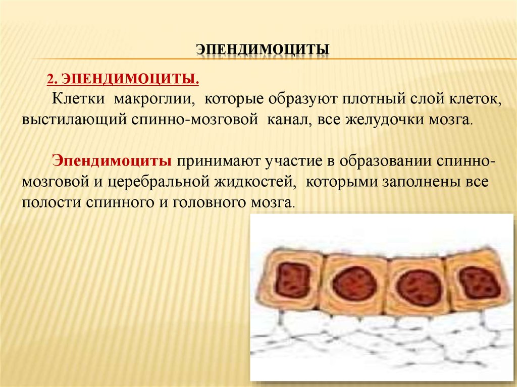 2 слоя клеток. Эпендимоциты. Эпендимные клетки. Эпендимоциты строение. Эпендимоциты центрального канала спинного мозга.