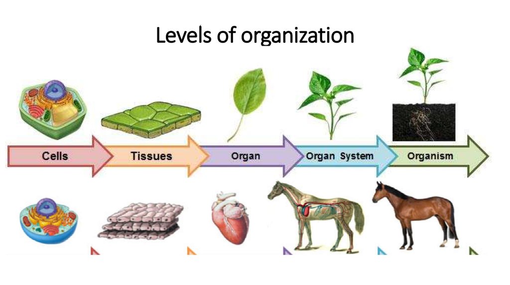 science levels of organization worksheet