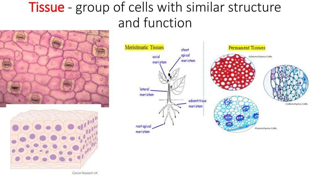 Tissue - group of cells with similar structure and function