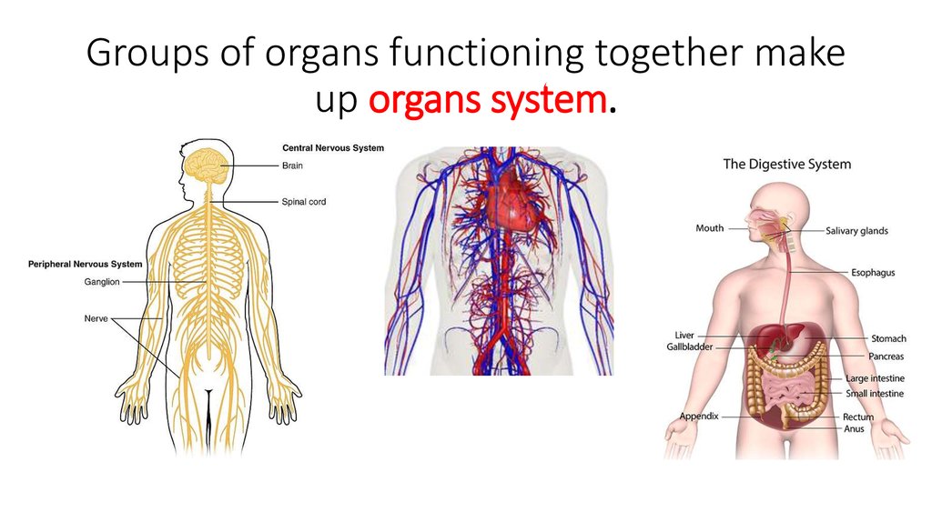 organ-system-level-draw-metro