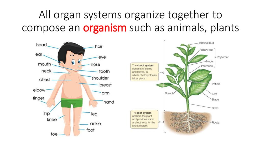 All organ systems organize together to compose an organism such as animals, plants
