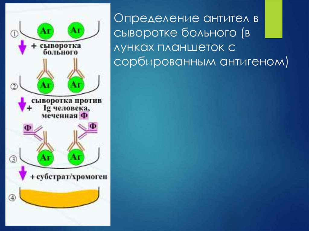 Выявление антител. Определение антител в сыворотке больного. Выявления антител в сыворотке больного – это:. Противогриппозные антитела в сыворотке. Определение титра антител в сыворотке больного.