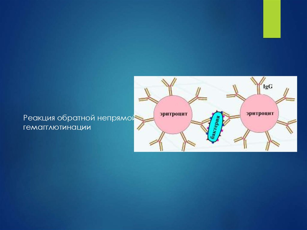 Реакция гемагглютинации презентация