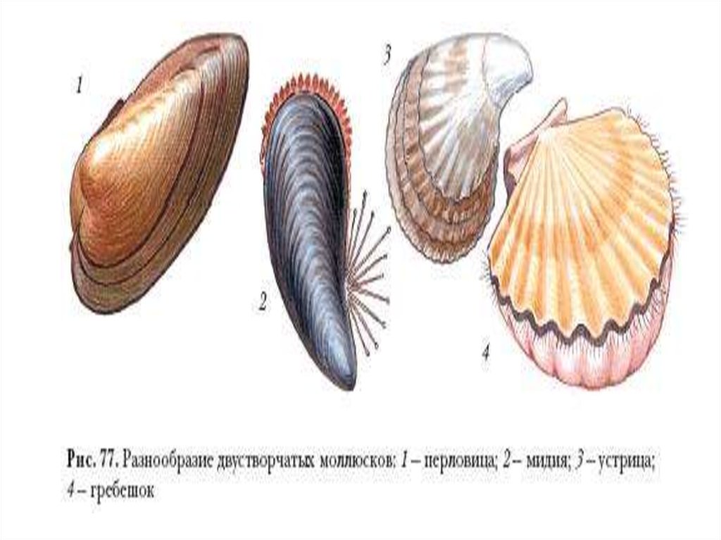Моллюски - презентация онлайн