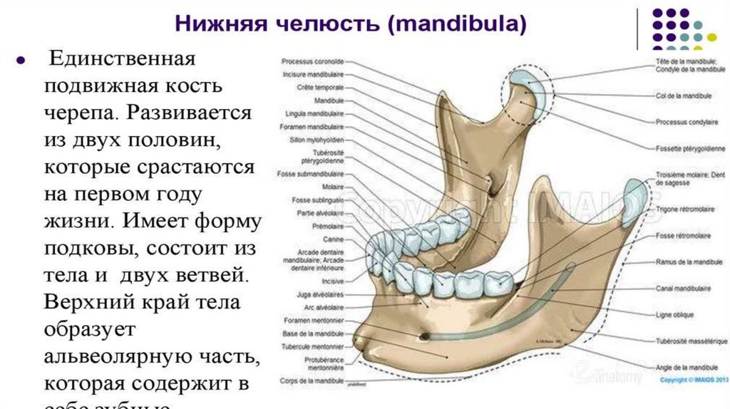 Нижняя челюсть картинки