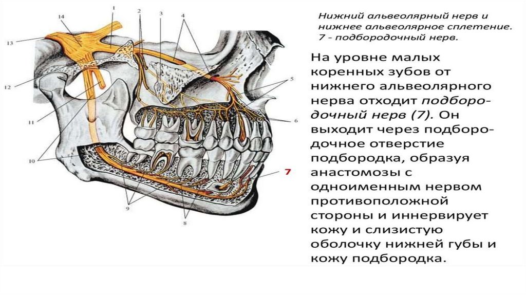 Нижняя челюсть картинка