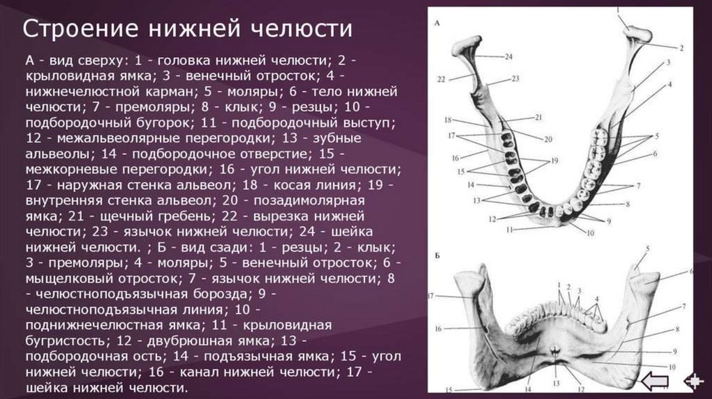 Область нижней челюсти. Мыщелковый отросток нижней челюсти анатомия. Подбородочный Выступ нижней челюсти анатомия. Подъязычная ямка нижней челюсти. Мыщелковый отросток нижней челюсти строение.