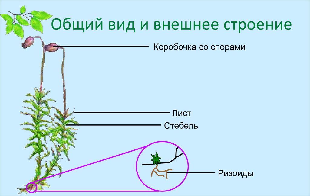 Стебель на рисунке обозначен цифрой строение моховидных