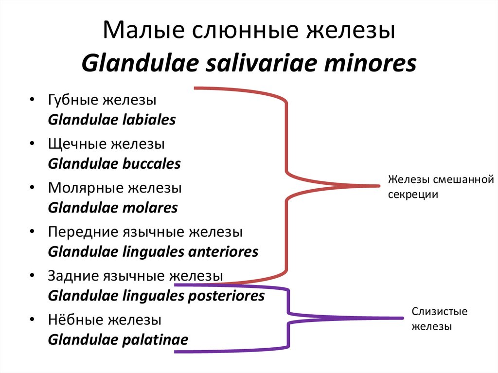 Glandulae перевод с латинского