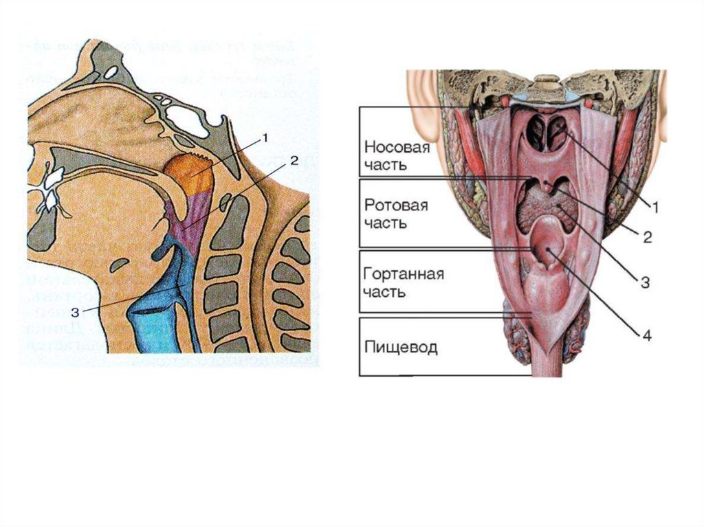 Носовая полость ротовая полость. Носоглотка ротоглотка гортань. Анатомия гортани надгортанник. Строение глотки сбоку. Задняя стенка ротоглотки анатомия.