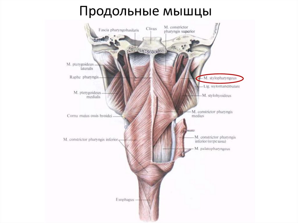 Продольные мышцы фото