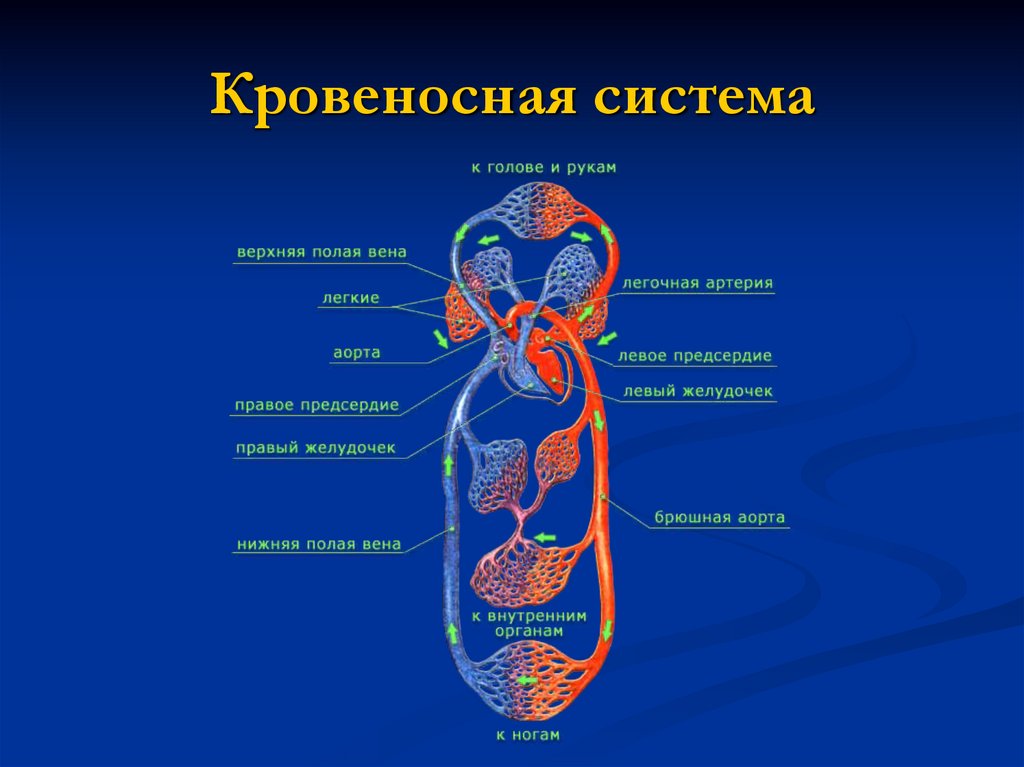 Общий план строения кровеносной системы человека