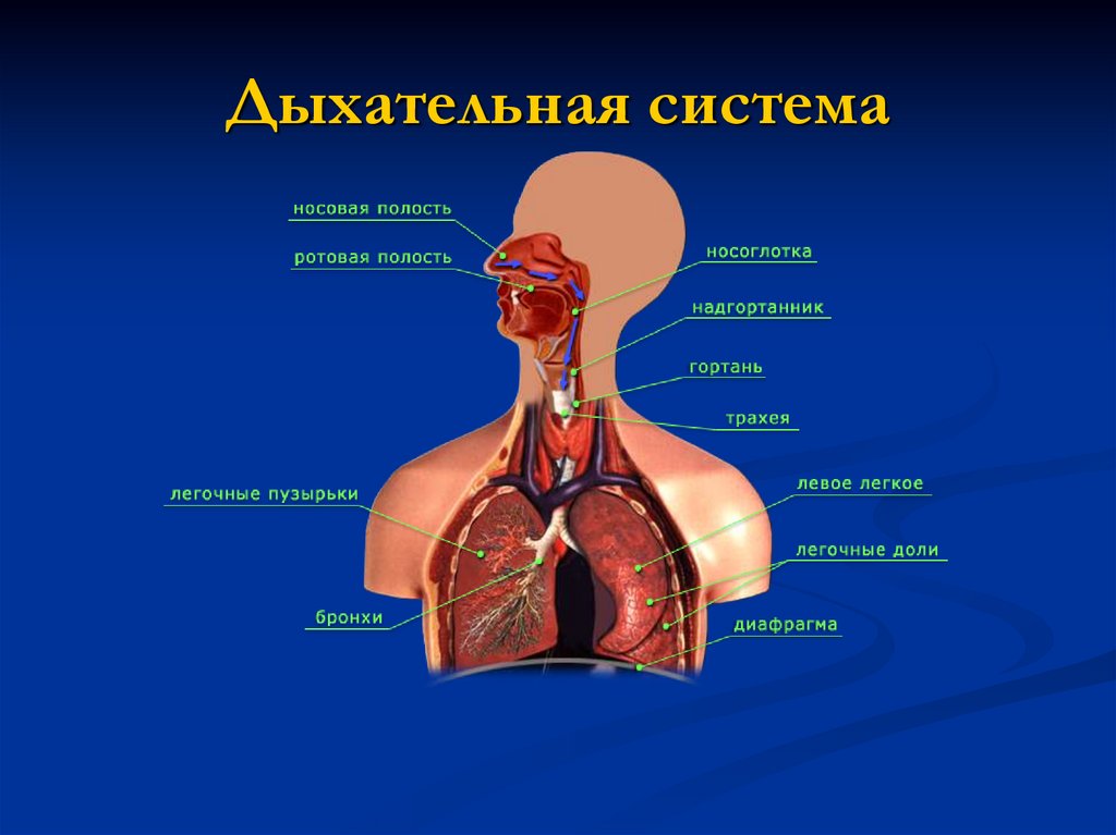 Органы дыхания человека. Дыхательная система органов дыхания биология 8 класс. Система дыхания биология 8 класс. Органы дыхательной системы биология 8 класс. Строение дыхательной системы человека биология 8 класс.