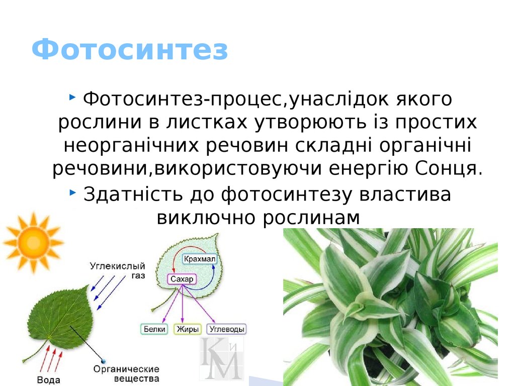 Происходит в корнях растения фотосинтез. Фотосинтез. Фотосинтез у высших растений. Процессы происходящие при фотосинтезе. Процессы протекающие при фотосинтезе.