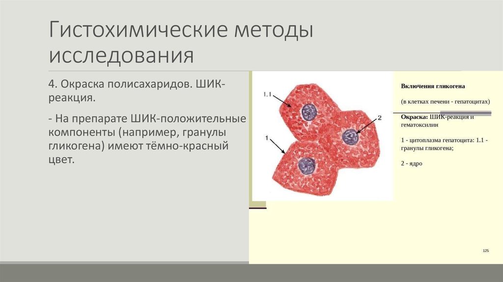 Реферат: Методы исследования в цитологии