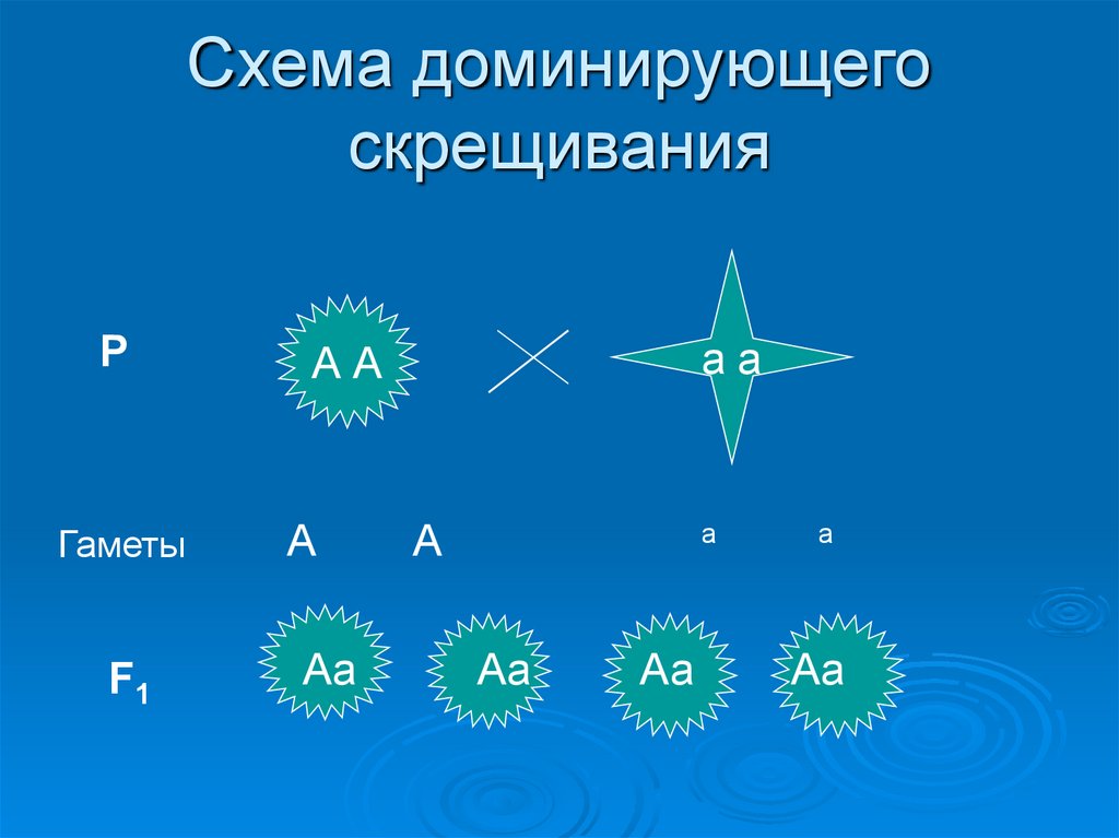 Типы скрещивания. Обратное скрещивание. Циклическое скрещивание.