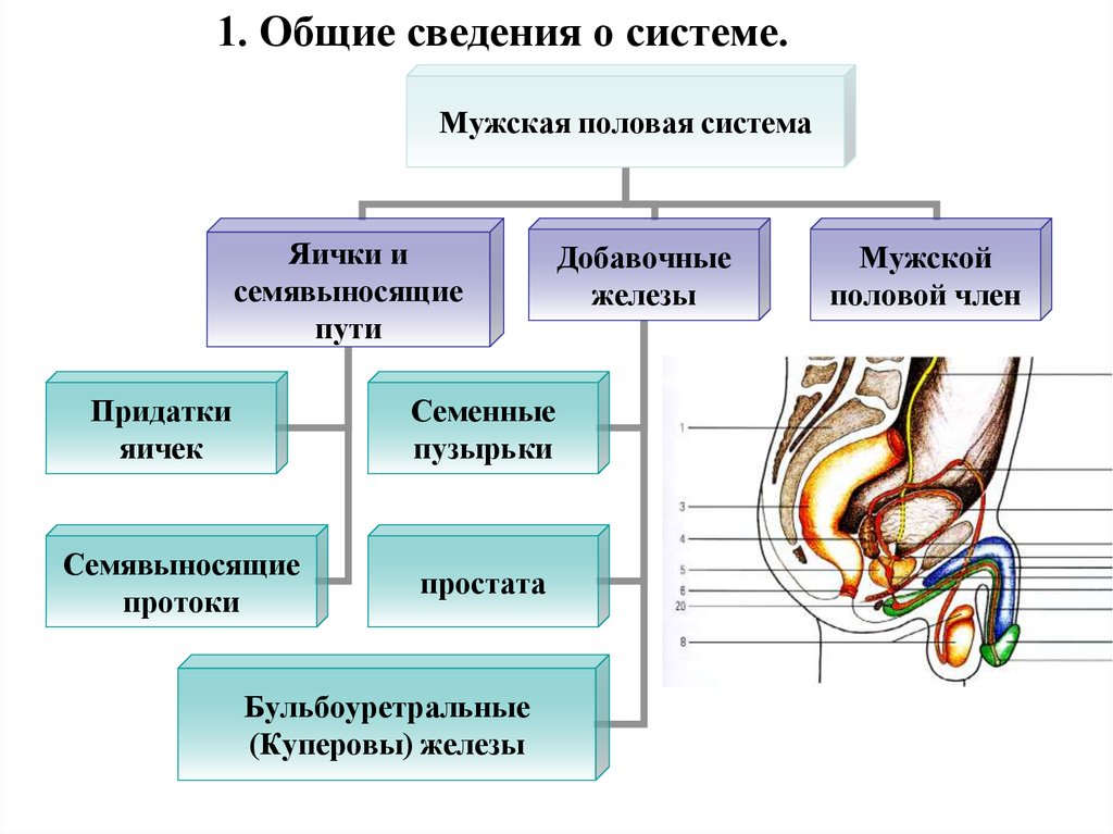 Уроки половой орган. Женская половая/система анатомия таблица. Добавочные железы мужской репродуктивной системы. Мужская половая система кратко анатомия таблица. Мужская половая система структура и функции.