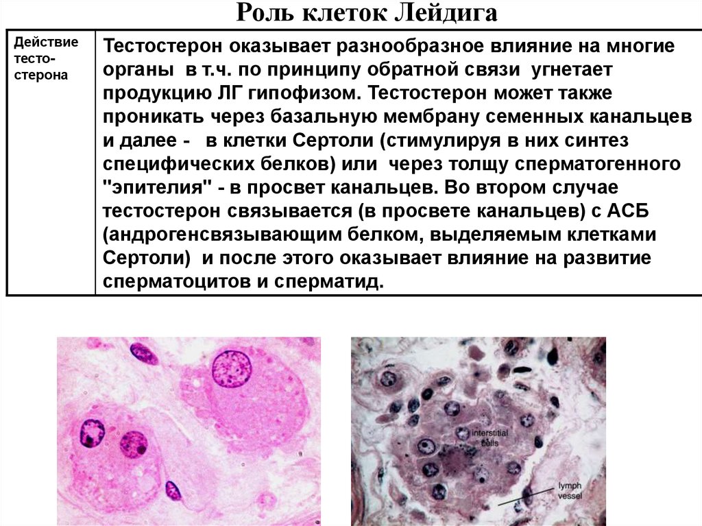 Клетки лейдига. Клетки Лейдига и Сертоли функции. Клетки Лейдига функции. Характеристика интерстициальных клеток Лейдига:. Клетки Лейдига гистология.