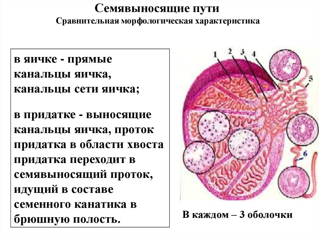 В состав какого органа входит изображенное на рисунке анатомическое образование