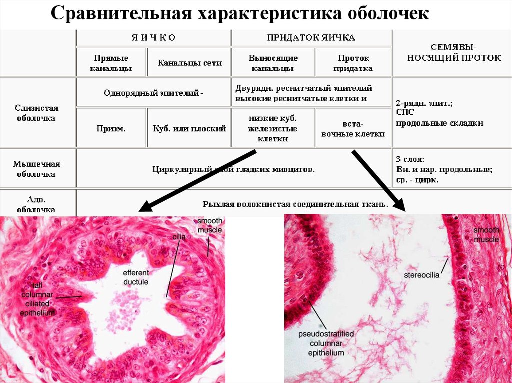 Характеристика оболочек