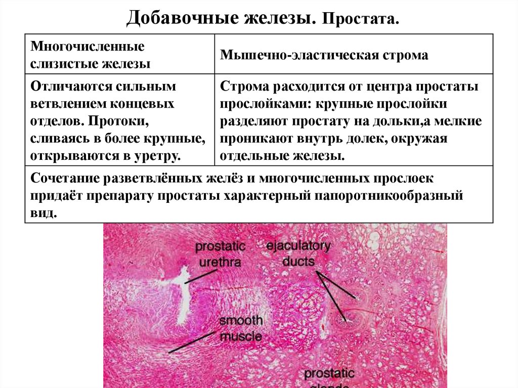 Простата это железа. Строма предстательной железы. Предстательная железа гистология. Концевые отделы предстательной железы. Добавочные железы мужская половая система.