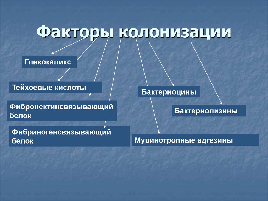 Что такое колонизация. Факторы колонизации. Факторы адгезии и колонизации механизм. Факторы колонизации бактерий. Факторы адгезии и колонизации микроорганизмов.