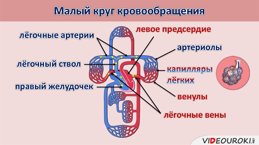 Круги кровообращения включают. Малый круг кровообращения легочная Вена. Схема тока крови в кругах кровообращения. Схема малого круга кровообращения. Артерии малого круга кровообращения схема.