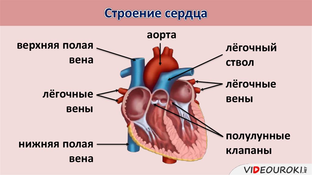 Кровообращение сердца 8 класс