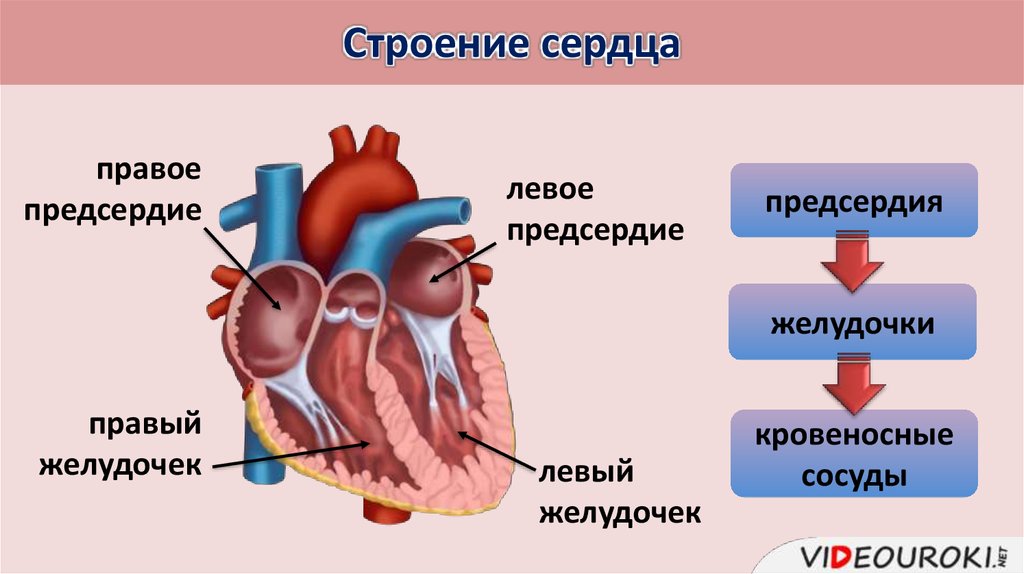 Кровообращение сердца 8 класс. Строение сердца биология 8 кл. Строение сердца человека 8 класс биология. Строение сердца с клапанами и кругами кровообращения. Строение сердца презентация.